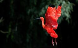 Orange Ibis Bird Photo