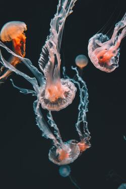 Orange Jellyfish in Water