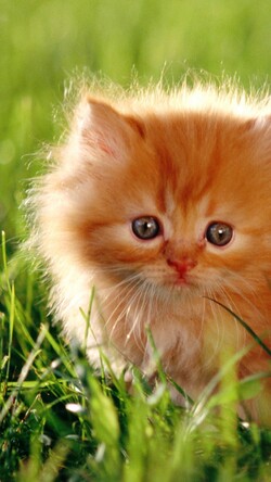 Orange Kitten Cute Looking