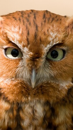 Orange Owl Mobile Image