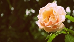 Orange Rose Flower Portrait HD Pics