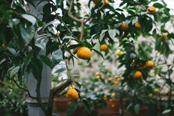 Orange Tree