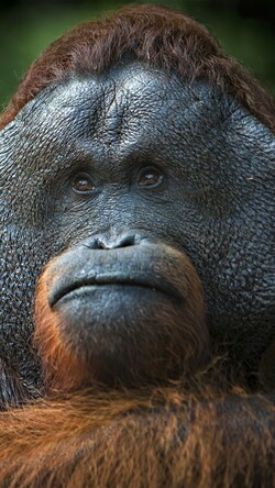 Orangutan Monkey Wallpaper