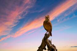 Osprey Bird 5K Photo