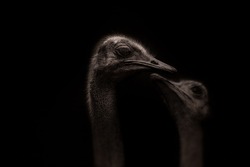 Ostrich Bird Black Photography
