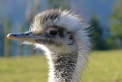 Ostrich Bird Closeup