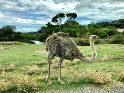 Ostrich Bird Pic