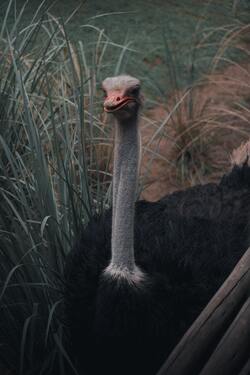 Ostrich Bird Ultra HD Pics