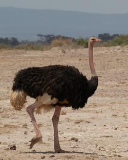 Ostrich Bird Wallpaper