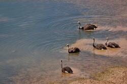 Ostrich Birds in Water