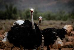 Ostrich Birds Pic