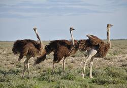 Ostrich Birds Ultra HD Wallpaper