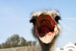 Ostrich with Open Beak