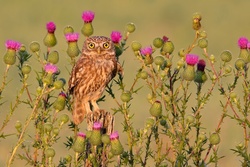 Owl Amazing Bird with Yellow Color Eye