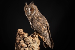 Owl Background Image