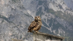 Owl Bird 4K Pics