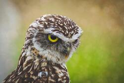 Owl Bird Close Up 5K Photo