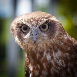 Owl Bird Close Up Mobile Photo