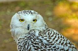 Owl Bird Close Up Photo