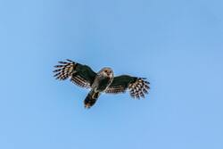 Owl Bird Flying Image