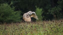 Owl Bird Flying on Grass