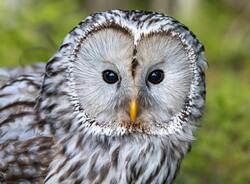 Owl Bird in Close Up 5K Photo