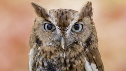 Owl Bird Looks HD Wallpaper