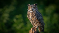 Owl Bird Macro 4K Photography