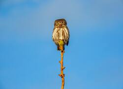 Owl Bird on Branch Wooden Stick