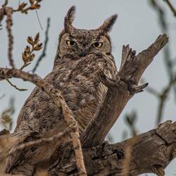 Owl Bird Photography