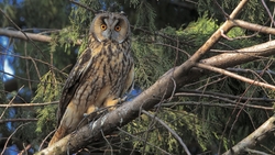 Owl Bird Sitting in Tree Branch HD Wallpaper