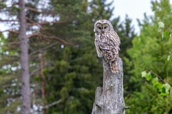 Owl Bird Sitting on Tree