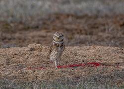 Owl Bird Standing on Rock