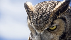 Owl Bird with Killing Eye 4K