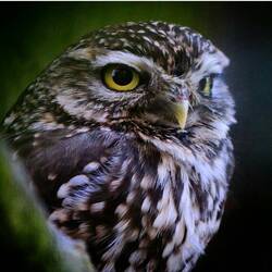 Owl Bird With Small Beak