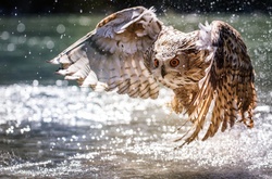 Owl Bokeh Photography