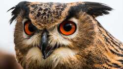 Owl Close Look 4K