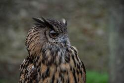 Owl Close up Photography