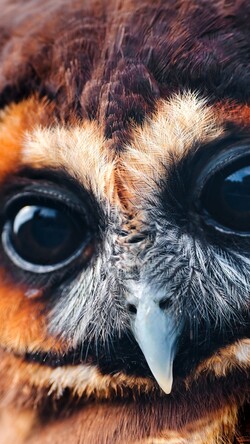 Owl Closeup Mobile Pic