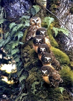 Owl Family Seating in Row Wallpaper