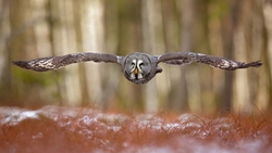 Owl Flying Flat HD Wallpaper