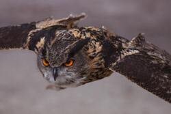 Owl Flying Image