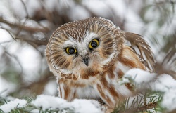 Owl Glance in Winter