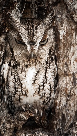 Owl Hidden Tree Masking Image