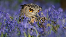 Owl in Flower Garden