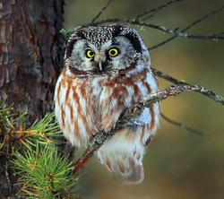 Owl In Forest Wallpaper Pic