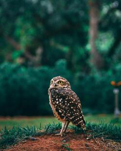 Owl in Garden