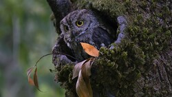 Owl in Tree Nest Photo