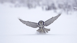 Owl Landing On A Snow Field