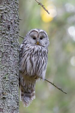 Owl Looking at You on Setting at Tree
